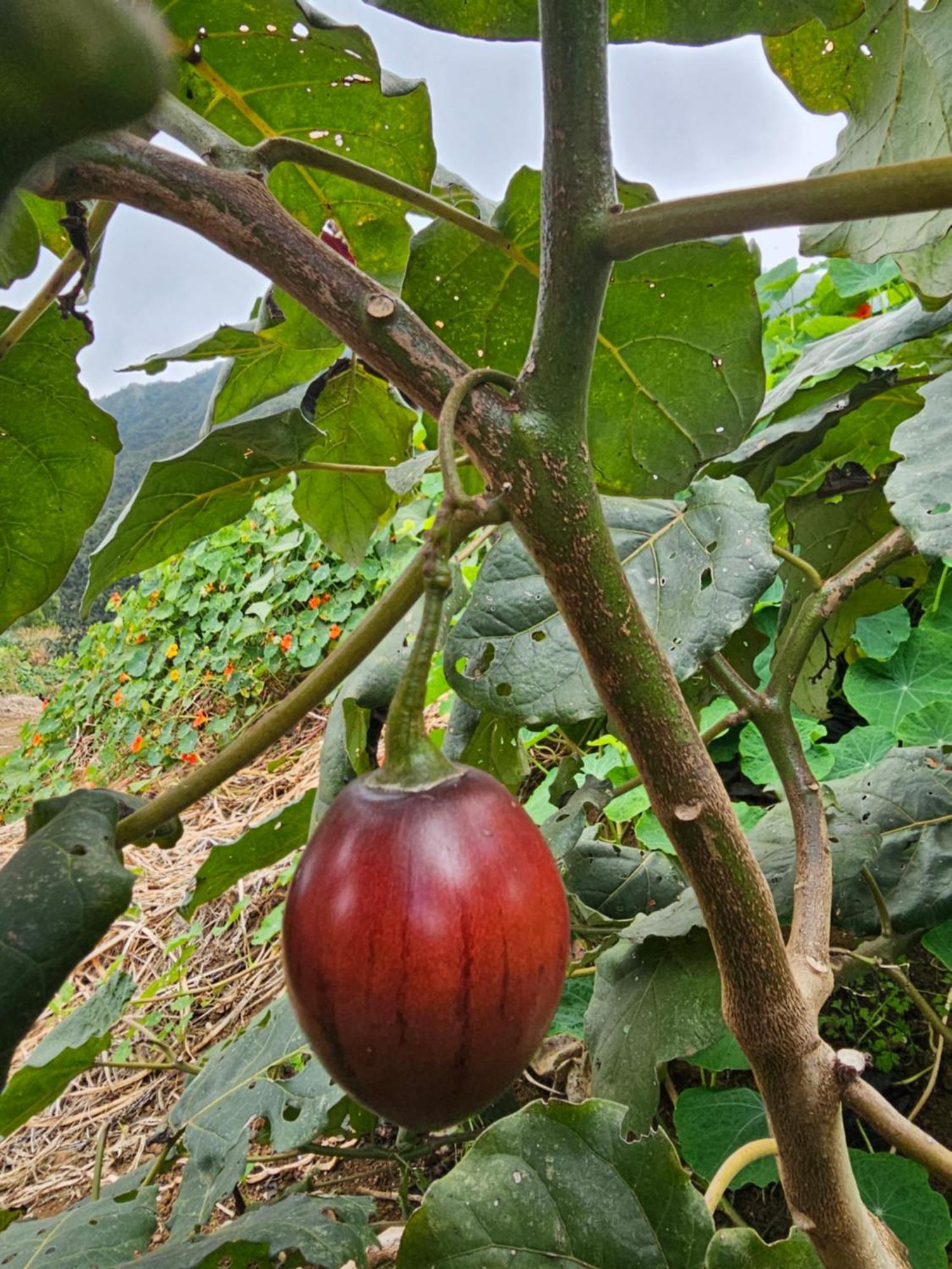 Maison d'hôtes Au Coeur Des Plantations à La Possession Extérieur photo
